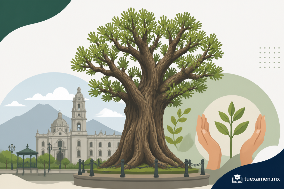 Árbol de manitas lleva 300 años Toluca y desafía amenaza de extinción